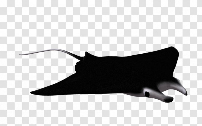 Giant Oceanic Manta Ray Devil Fish Batoidea Clip Art - Dolphin Transparent PNG