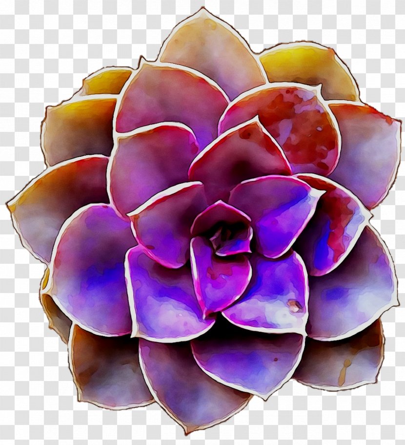 Purple Cut Flowers - White Mexican Rose Transparent PNG