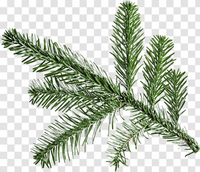 Shortleaf Black Spruce Columbian Spruce Balsam Fir Yellow Fir Jack Pine Transparent PNG