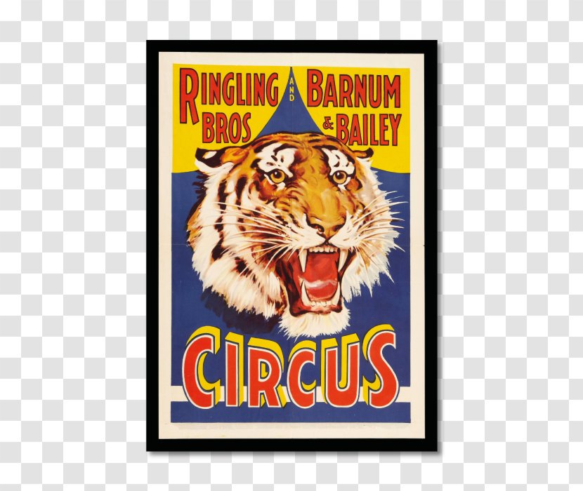 United States Of America Tiger Ringling Bros. And Barnum & Bailey Circus Brothers Transparent PNG