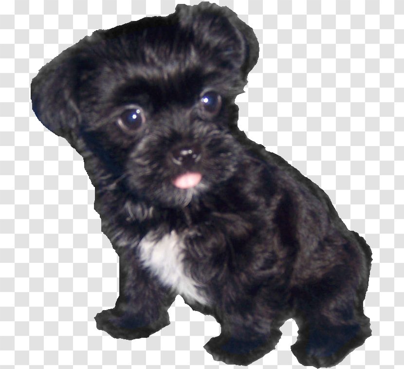 Morkie Shih Tzu Bolonka Affenpinscher Miniature Schnauzer - Vulnerable Native Breeds - Cute Dog Transparent PNG
