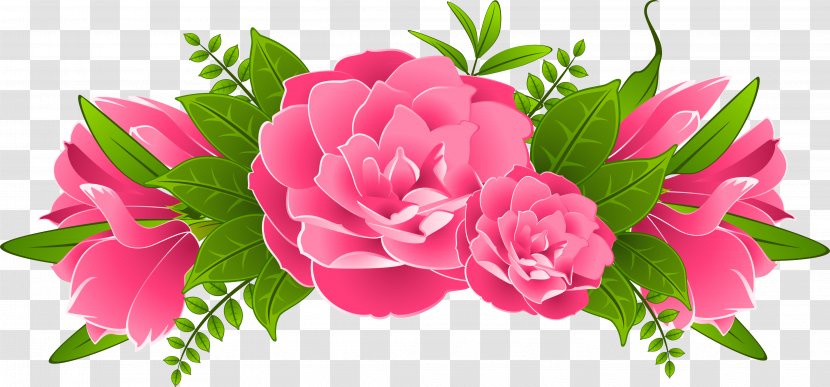 Clip Art - Carnation - Flower Transparent PNG