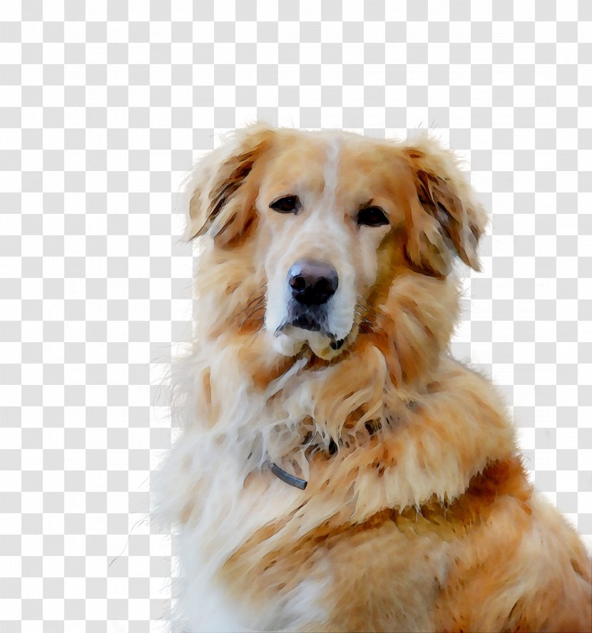 Golden Retriever Dog Breed Companion Gun - Carnivore Transparent PNG
