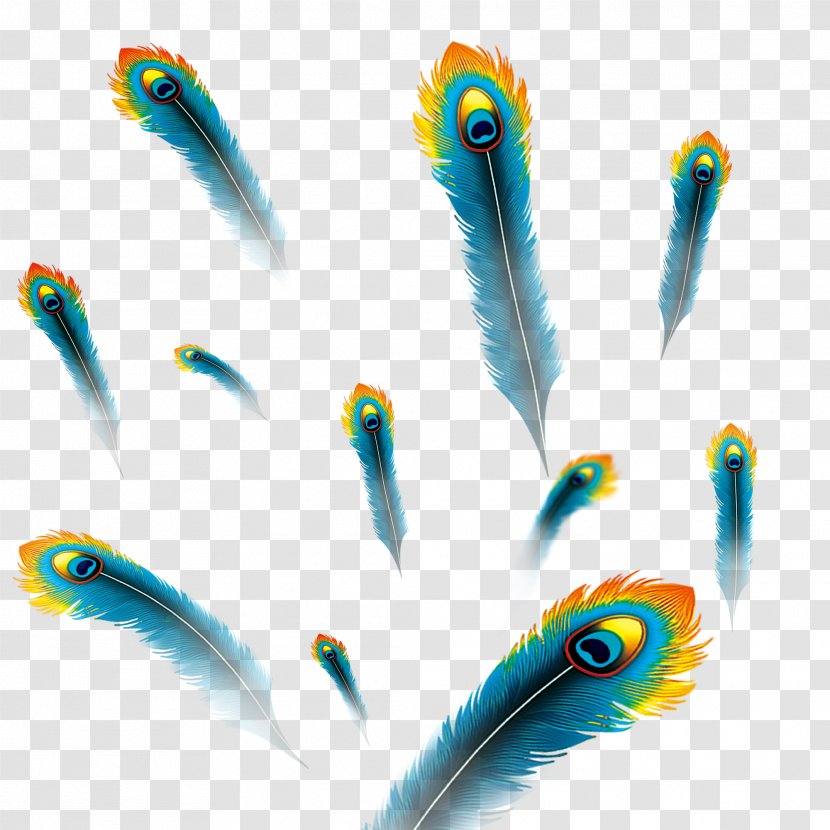 Peafowl Feather Image Download - Quill Transparent PNG