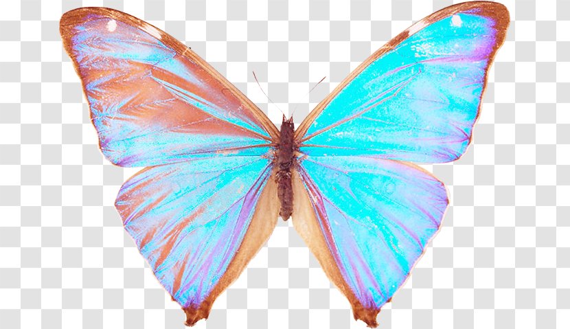 Butterfly Moth Author Insect Yandex - Spider Transparent PNG
