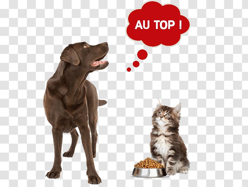 Dog Cat Food Pet Puppy - Domestic Animal Transparent PNG