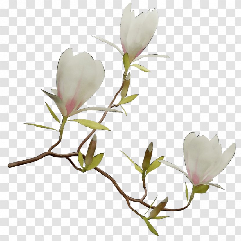 Family Tree Background - Pedicel - Bud Twig Transparent PNG