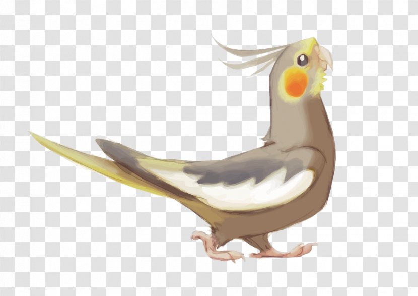 Lutino Cockatiel Bird Parrot Drawing - Colour Genetics - Vector Transparent PNG