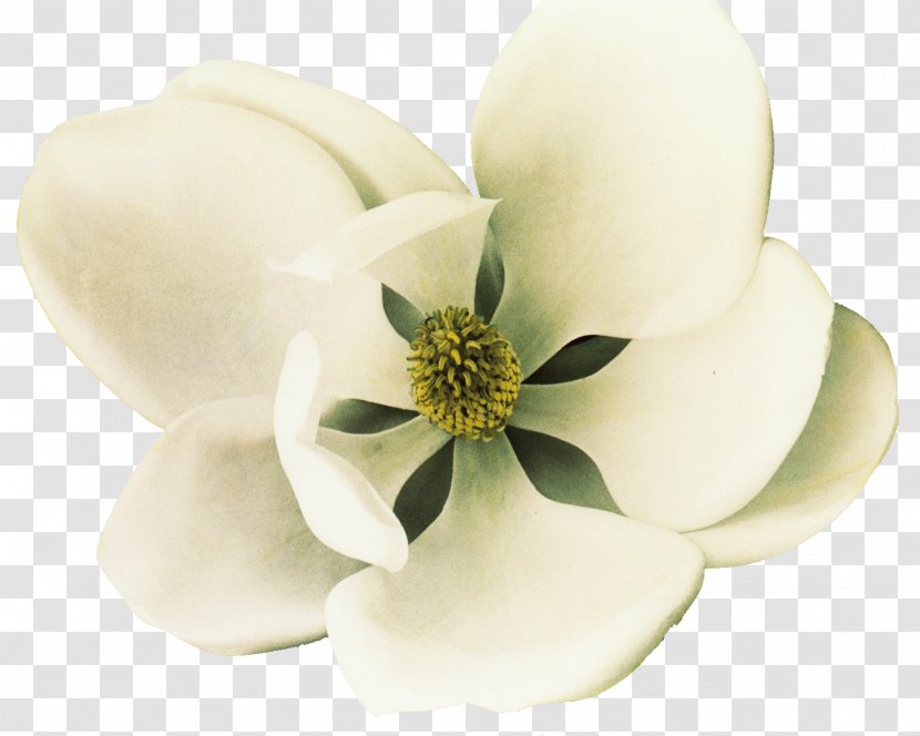 Southern Magnolia Petal Flower White - Family - Flowers Transparent PNG