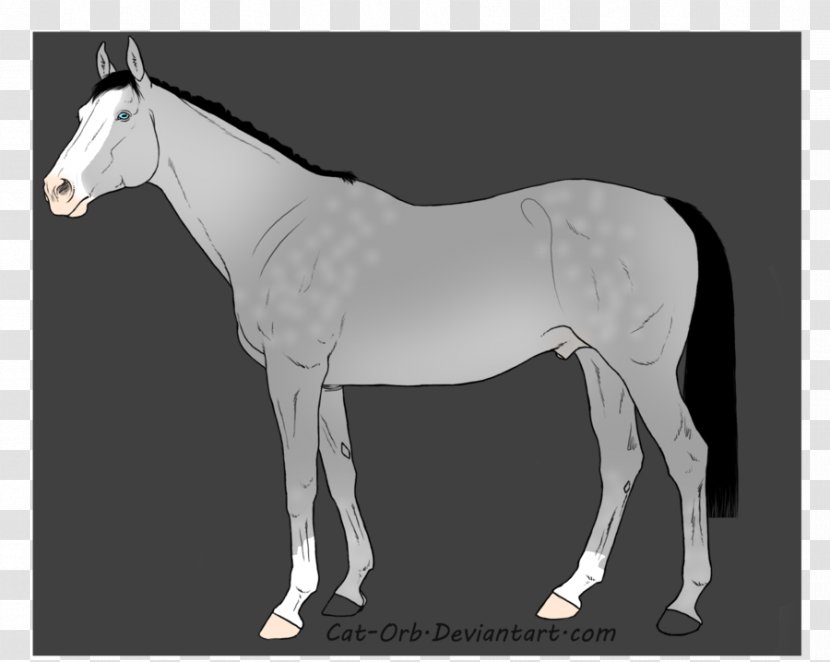 Mule Mustang Stallion Mare Halter Transparent PNG