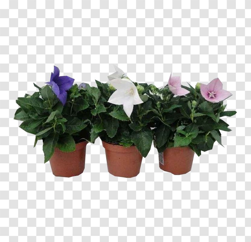 Cut Flowers Flowerpot Houseplant Annual Plant Transparent PNG