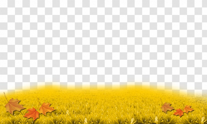 Yellow Sunflowers Sky Grasses Wallpaper - Rapeseed - Autumn Grass Transparent PNG
