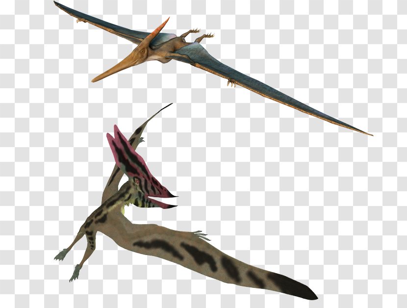 Thalassodromeus Flight Wing Pterosaurs Feather Transparent PNG