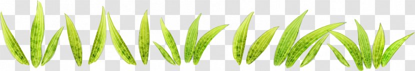 Green Lawn Illustration - Grasgroen - Grass By The Wind Transparent PNG