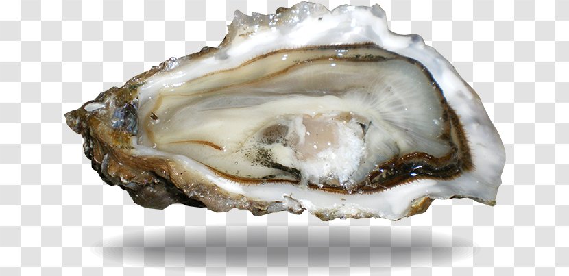 Seafood Background - Oyster Farming - Oysters Rockefeller Pearl Transparent PNG