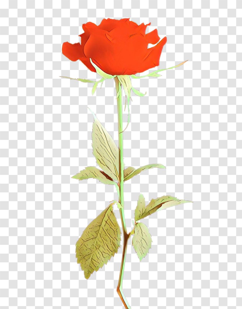 Rose - Orange - Cut Flowers Transparent PNG