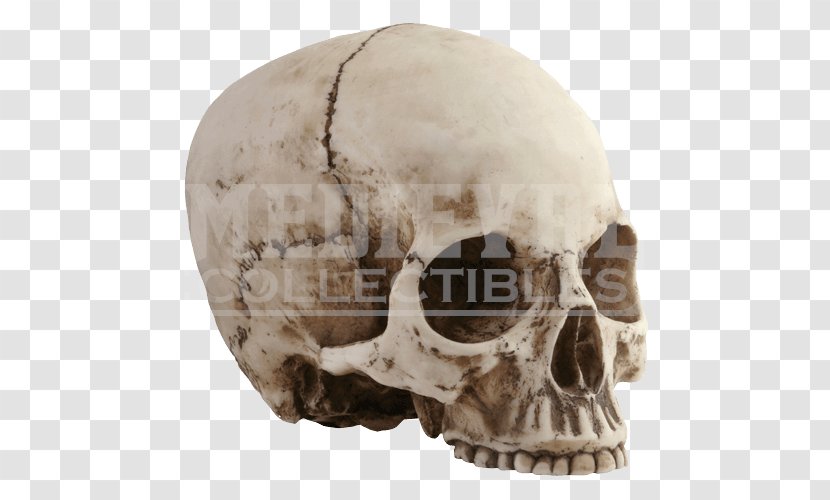 Skull Human Skeleton Head Transparent PNG