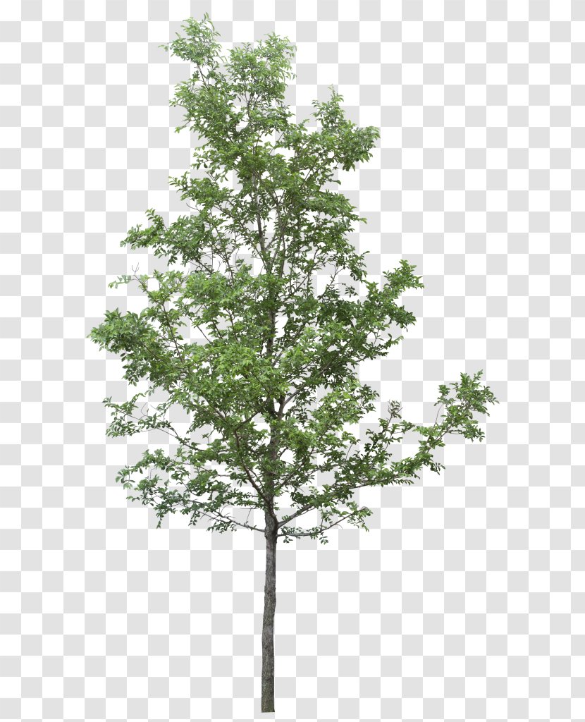 Tree Image Resolution Clip Art - Plant Stem Transparent PNG
