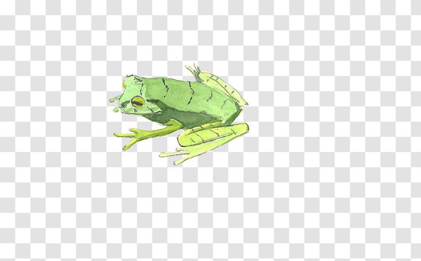 Watercolor Painting Illustration - Frog Transparent PNG