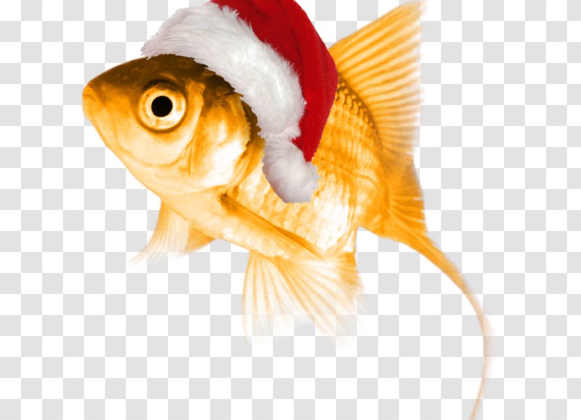 Goldfish The Normal Personality Thought - Cat In Hat Fish Transparent PNG