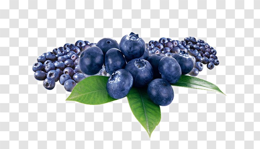 Blueberry Tea Bilberry Huckleberry Fruit - Plant - Myrtilles Transparent PNG