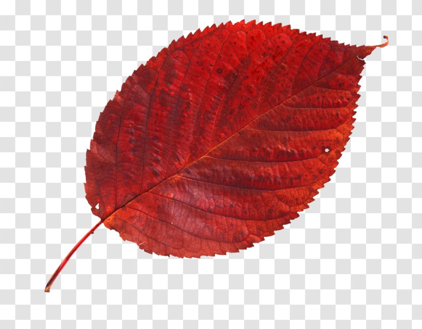 Maple Leaf Photography Red - Fossil Transparent PNG