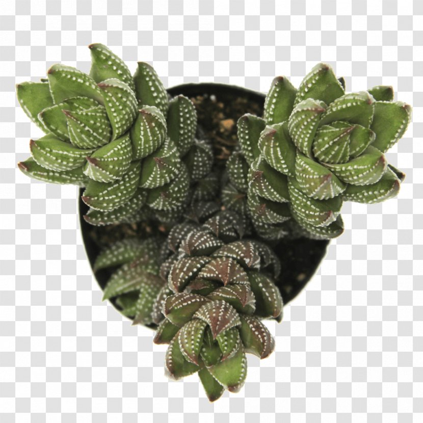 Haworthiopsis Reinwardtii Haworthia Crassula Perforata Plant - Tree - Suculent Transparent PNG