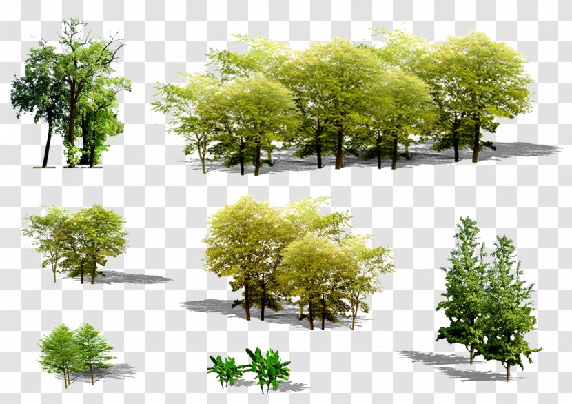 Tree Euclidean Vector Plant - Architecture - Green Trees Transparent PNG