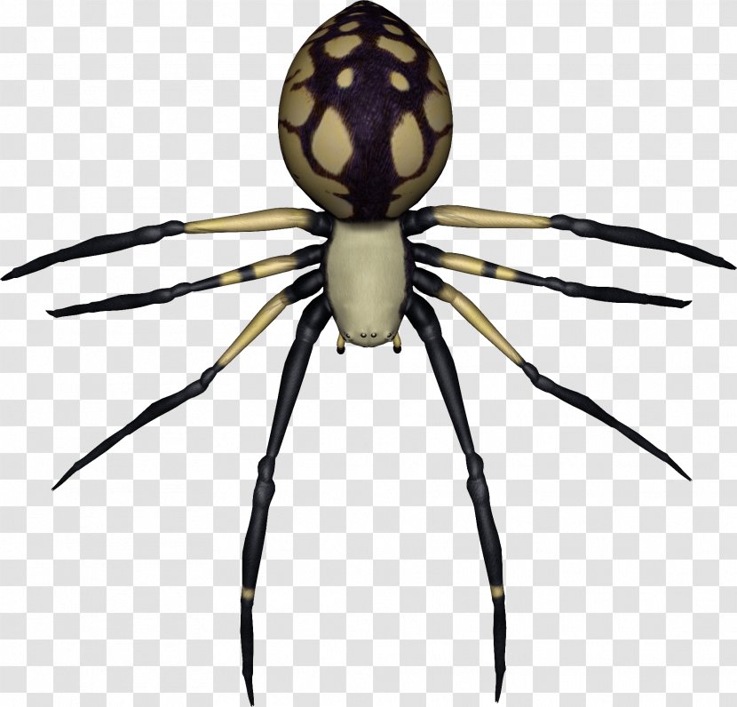 Spider-Man Southern Black Widow Spider Web - Arthropod - Image Transparent PNG
