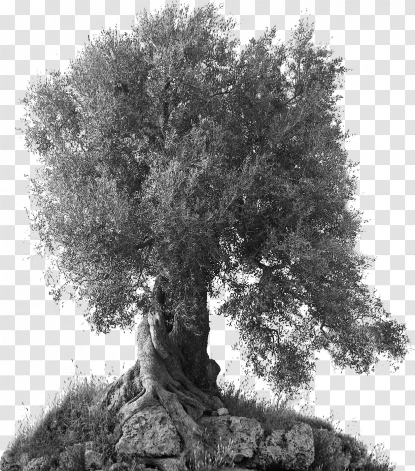 Olive Oil Branch Tree Bari - Liberty Pole Transparent PNG