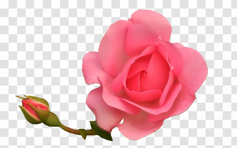 Garden Roses Cabbage Rose Floribunda Petal Cut Flowers - Pink M - Cosmos Transparent PNG