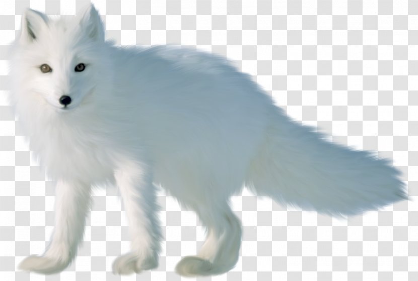 Arctic Fox Red Canadian Eskimo Dog Nick Wilde - Breed Transparent PNG