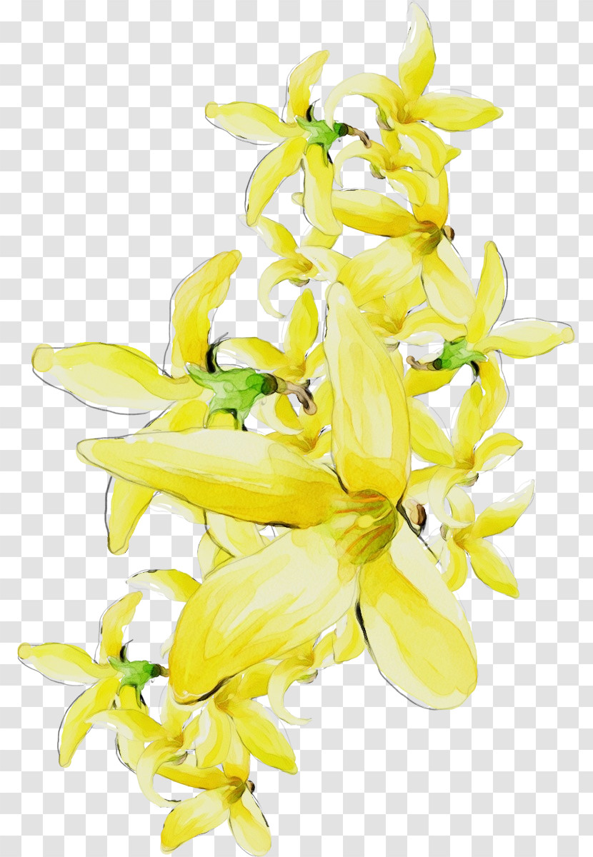 Flower Yellow Cut Flowers Plant Ylang-ylang Transparent PNG