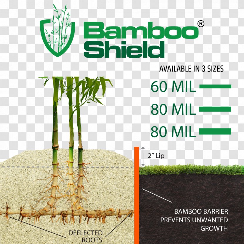 Bisset's Bamboo Grasses Root Barrier Tree - Fence Transparent PNG