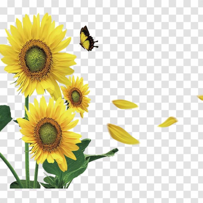 Blackjack Butterfly Payment Game - Corporate Group - Yellow Sunflower Decorative Material Transparent PNG
