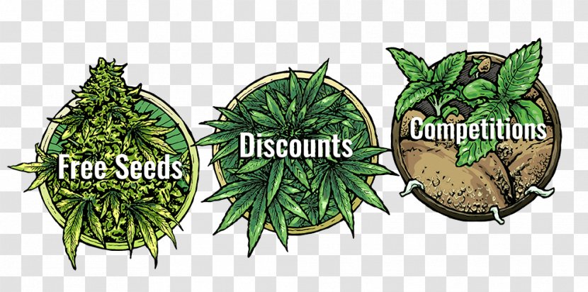 Cannabis 420 Day Hashish Mazar-i-Sharif Vegetable - Leaf - Twenty Four Transparent PNG