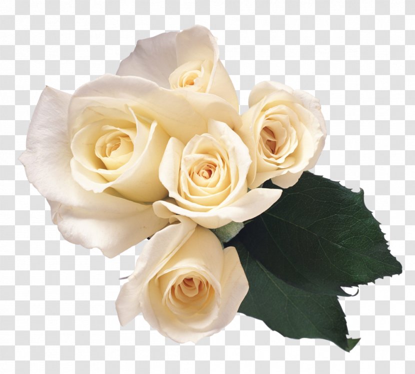 Rose Flower Clip Art - Garden Roses - White Transparent PNG