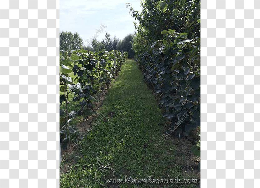Kiwifruit Hardy Kiwi Agriculture Nursery Shrubland - Biome - Evergreen Transparent PNG