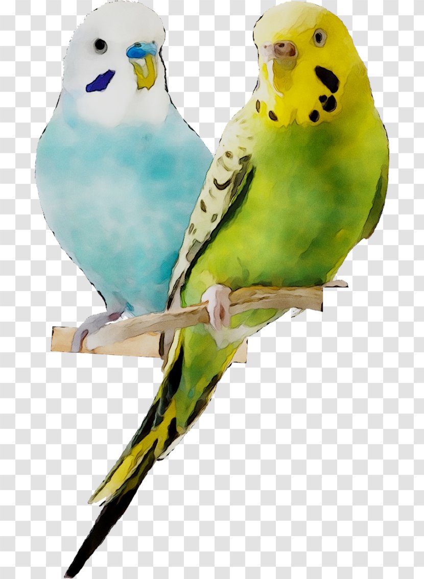 Budgerigar Lovebird Parakeet Palo Posadero Jaula Pajaro Natural Fiory Mixtura Premium Periquitos - Vertebrate - Adaptation Transparent PNG