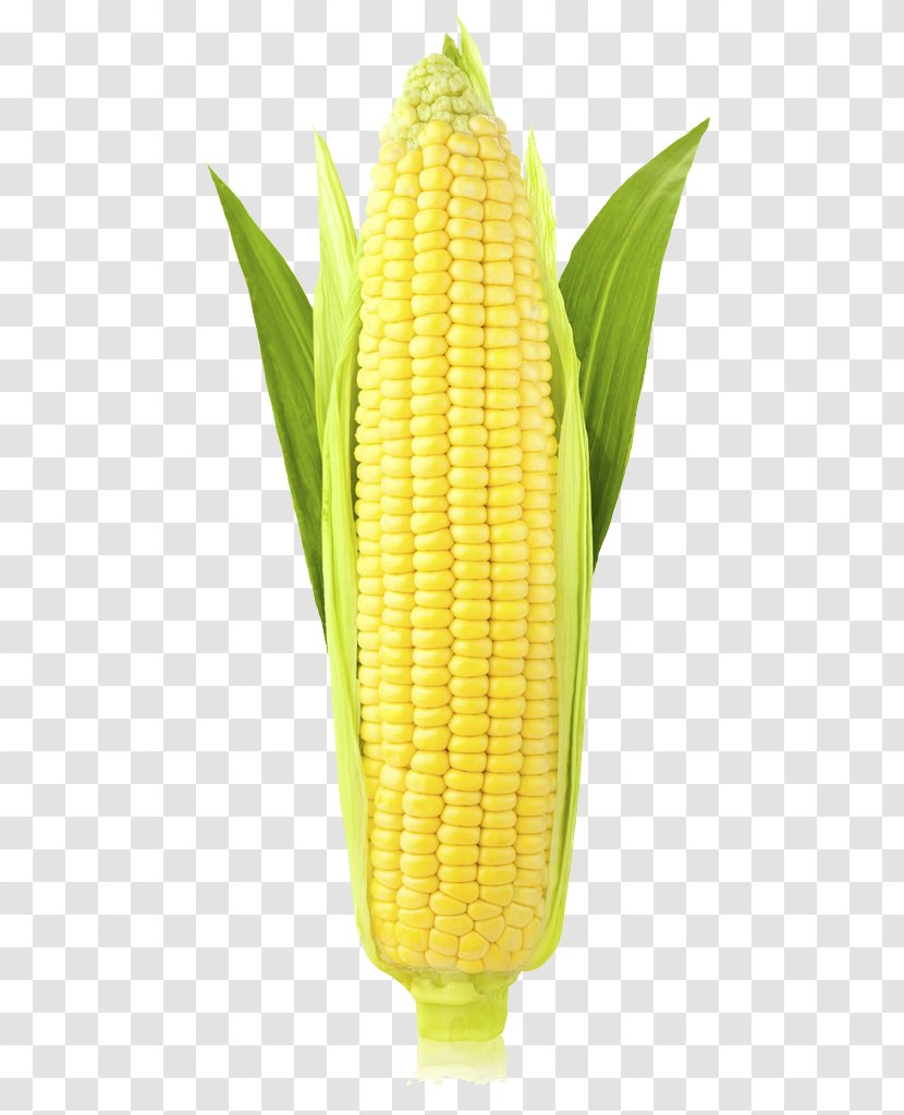 Corn On The Cob Maize Ear Sweet Stock Photography - (Maize) Transparent Images Transparent PNG