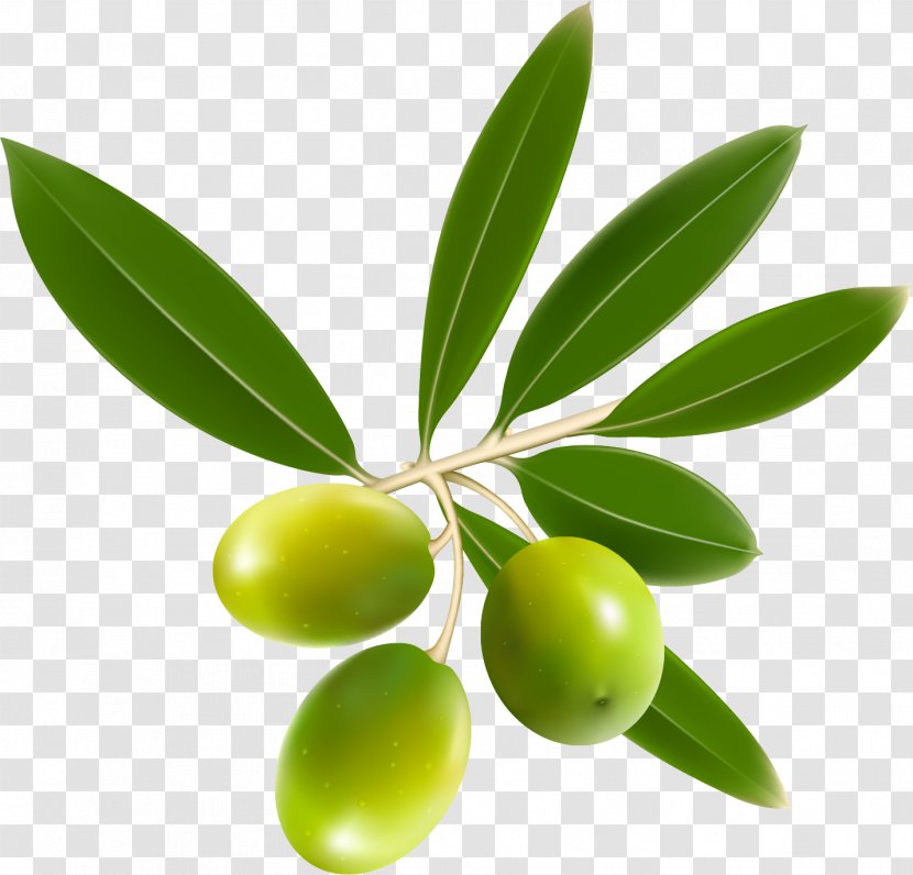 Olive Oil Leaf Transparent PNG