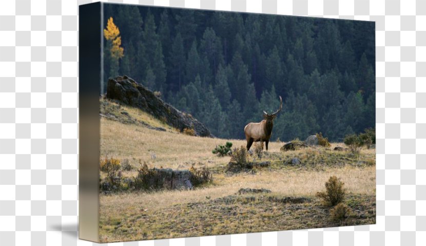 Elk Ecosystem Ranch Fauna National Park - Photography Transparent PNG