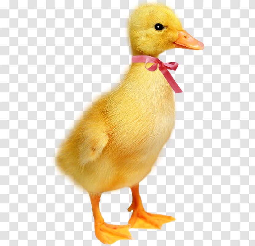 Duck Easter Photography Clip Art - Bird Transparent PNG