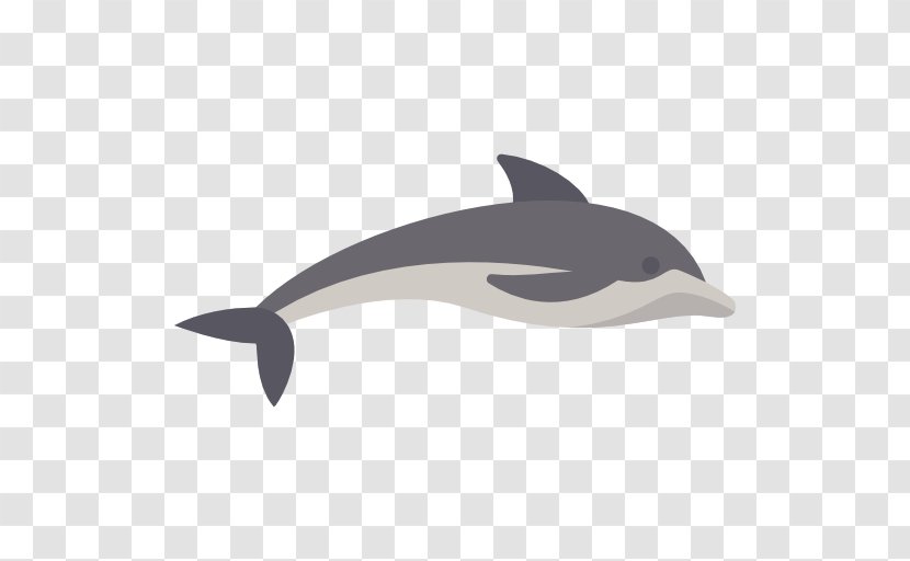 Common Bottlenose Dolphin Short-beaked Tucuxi White-beaked Porpoise Transparent PNG
