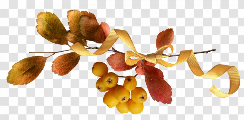 Light Autumn Auglis Acorn - Yellow Transparent PNG