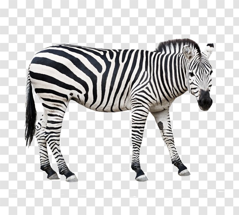 Foal Zebra Stock Photography Clip Art - Wildlife Transparent PNG