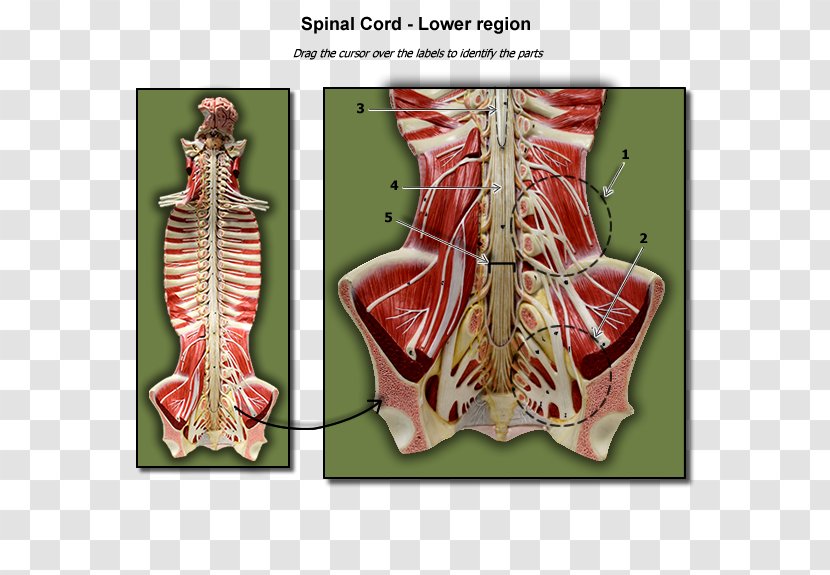 Spinal Cord Cross Section Lumbar Nervous Tissue Human Anatomy - Cartoon Transparent PNG