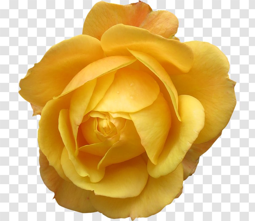 Orpington Chicken Yellow Flower Rose Stock.xchng - Family - Big Transparent PNG
