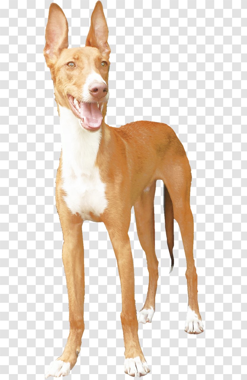 Podenco Canario Portuguese Podengo Ibizan Hound Pharaoh American Pit Bull Terrier - Dog And Human Transparent PNG