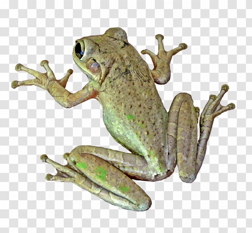 True Frog Amphibian Vertebrate Toad - Terrestrial Animal - ANIMAl Transparent PNG
